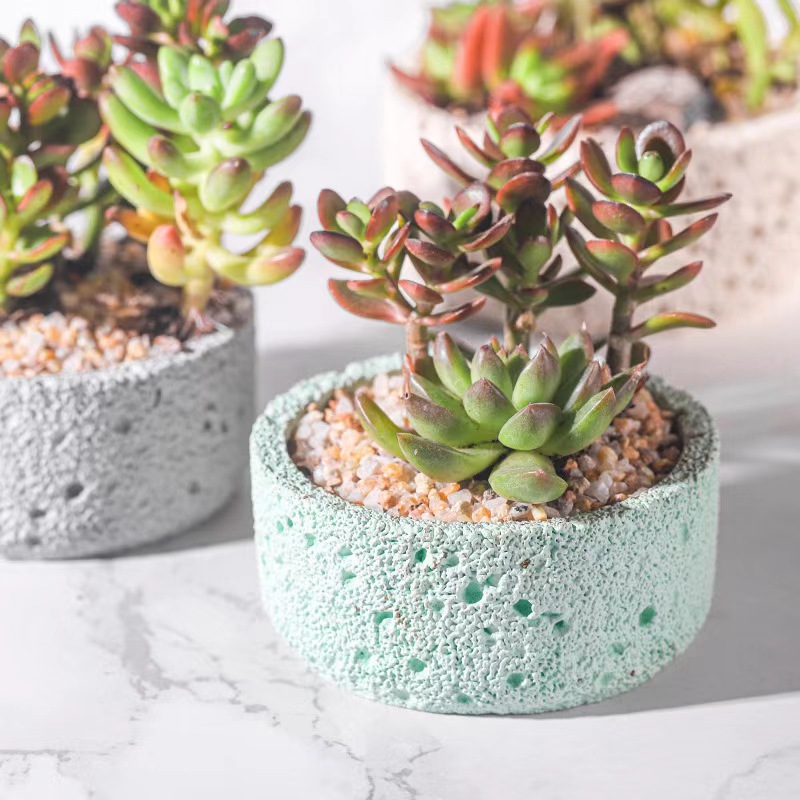 Maceta de cemento nórdico, mac - Echeveria Succulent reseña y precio