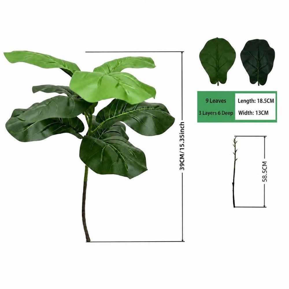 9/15/23 Hojas de Ficus Lyrata  - Ficus Lyrata Tree reseña y precio