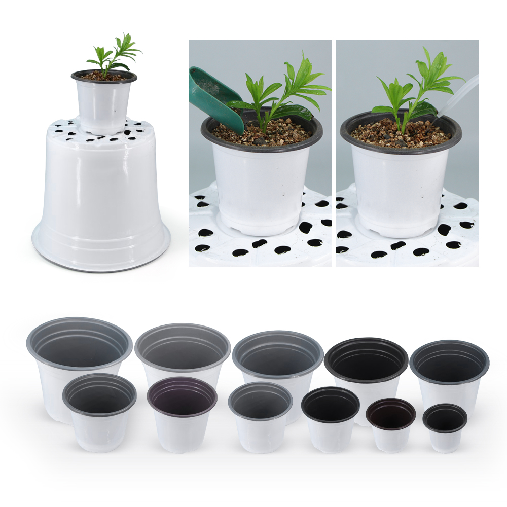 Maceta de plástico blanco para - Echeveria Succulent reseña y precio